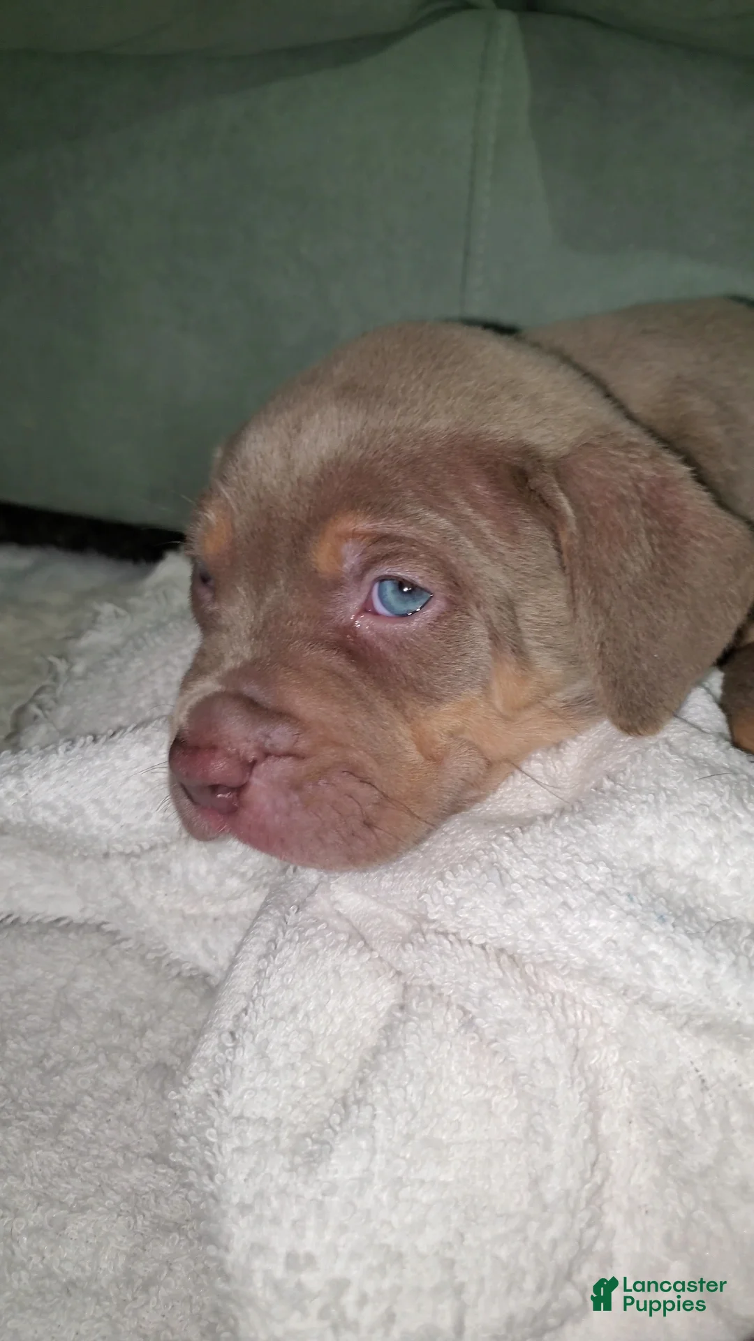 American Bully dogs for sale: American Bully 6 - Ad 1