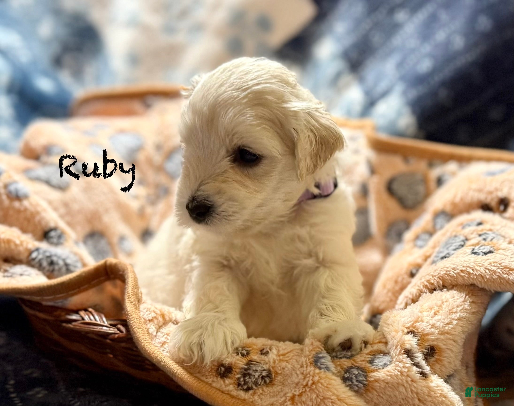 Miniature Schnauzer dogs for sale: Ruby - Ad 2