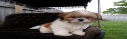 Shih Tzu dogs for sale: Oliver - Ad 1