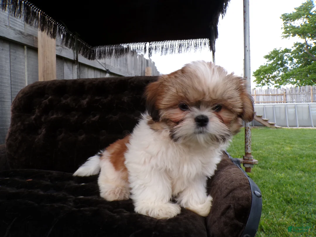 Shih Tzu dogs for sale: Oliver - Ad 1