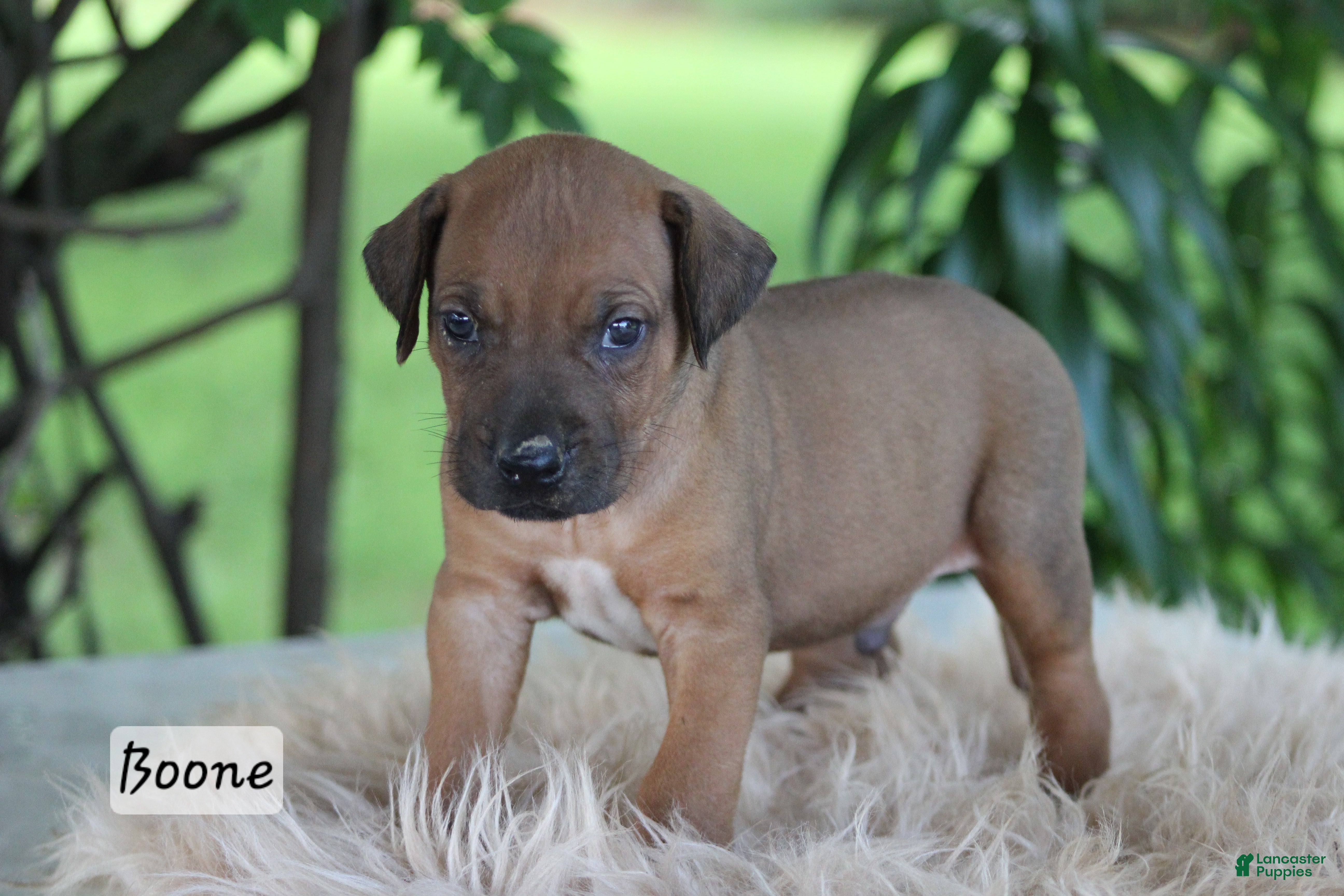 Rhodesian Ridgeback dogs Boone - Ad 2