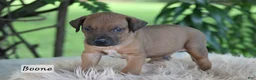 Rhodesian Ridgeback dogs for sale: Boone - Ad 2