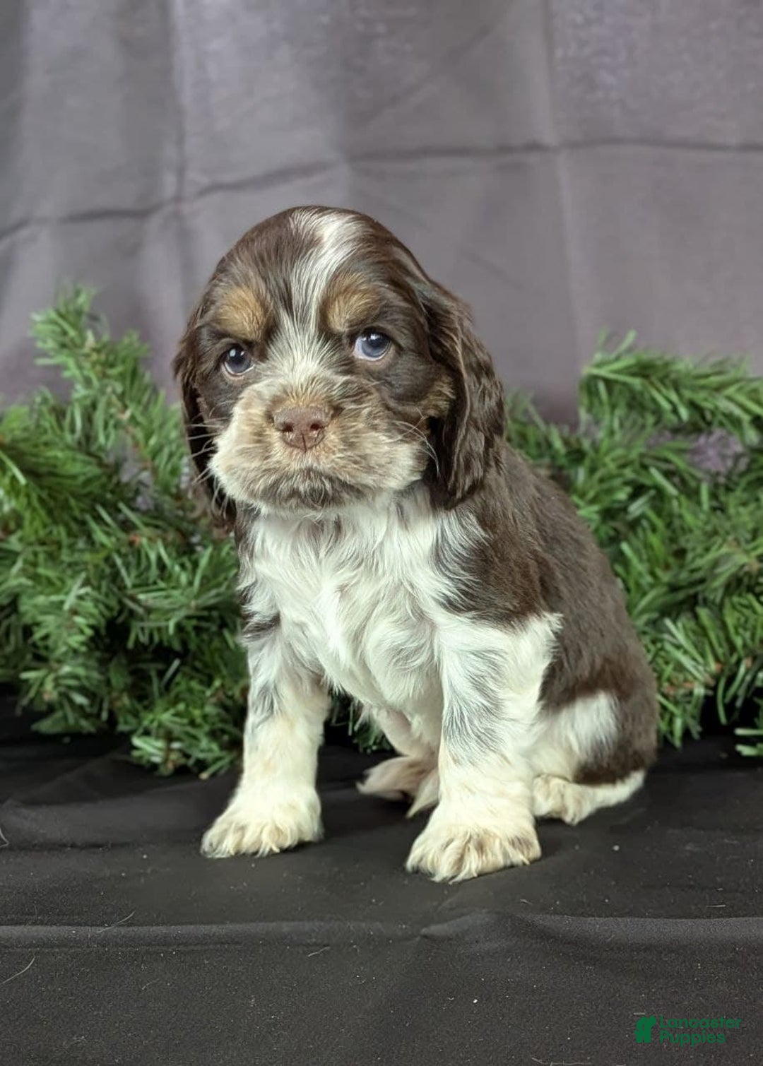 Cocker Spaniel dogs for sale: Vince - Ad 5