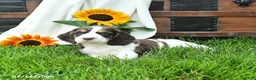 English Springer Spaniel dogs for sale: Zinnia - Ad 3