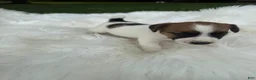 Jack Russell Terrier dogs for sale: UKC Cosmo  - Ad 3