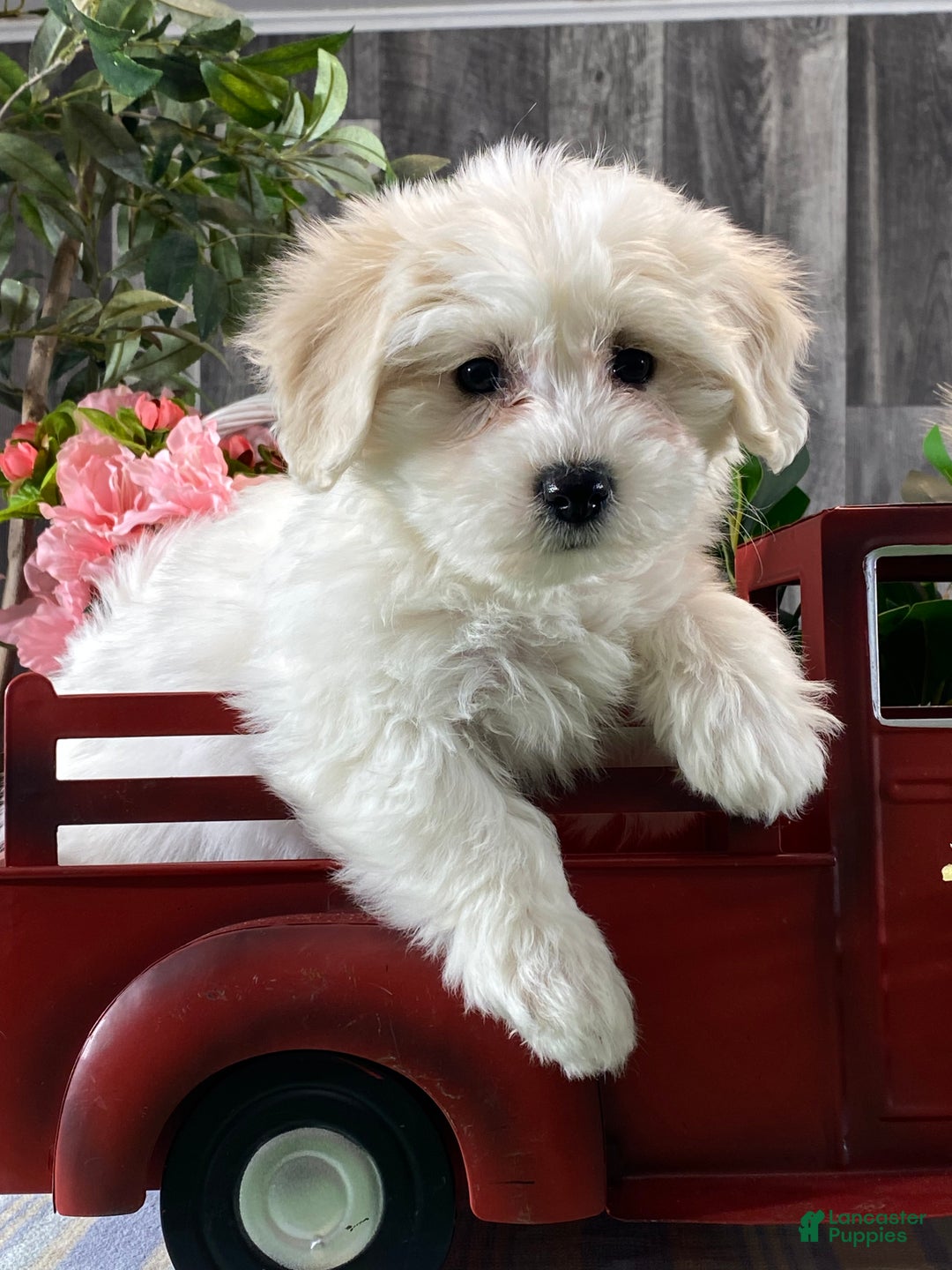 Mixed Breed dogs for sale: Alice - Ad 6