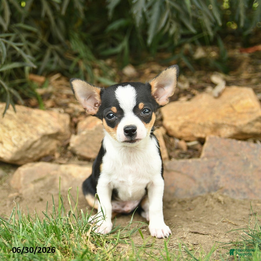 Chihuahua dogs Patriot  - Ad 2