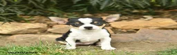 Chihuahua dogs for sale: Patriot  - Ad 2