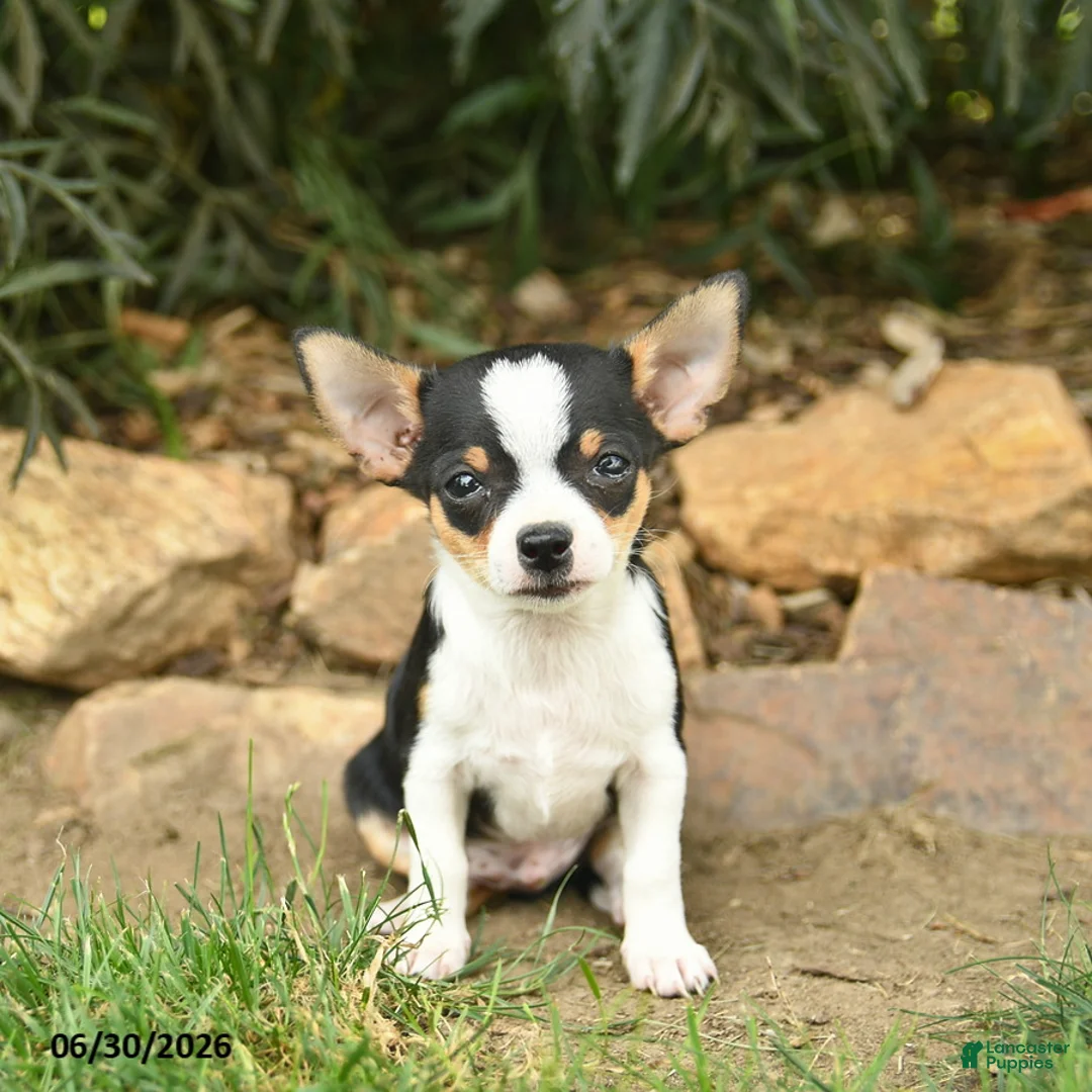 Chihuahua dogs for sale: Patriot  - Ad 2