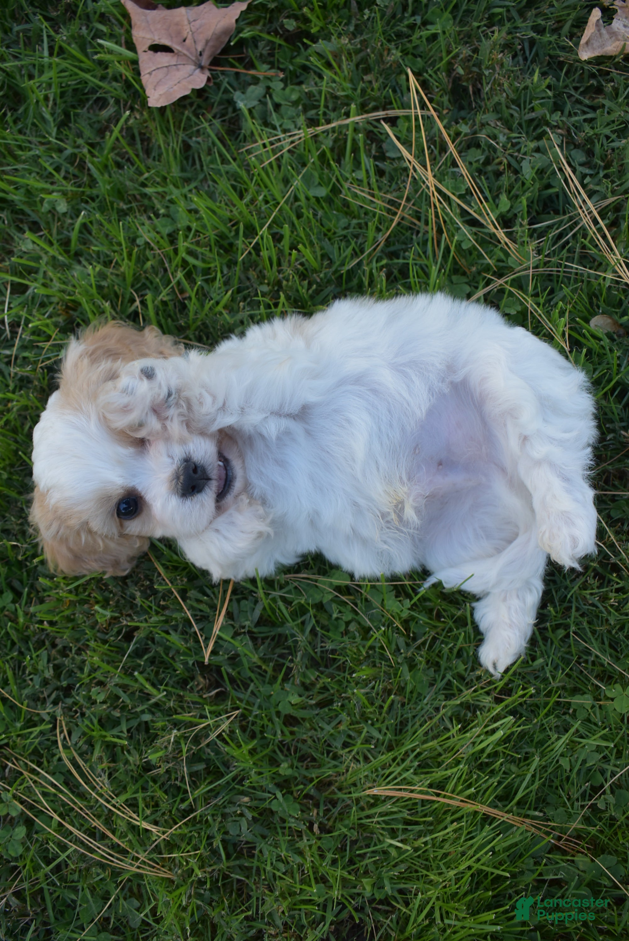 Cavachon dogs Charlie  - Ad 2