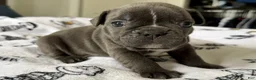 French Bulldog dogs for sale: Big Blue - Ad 5
