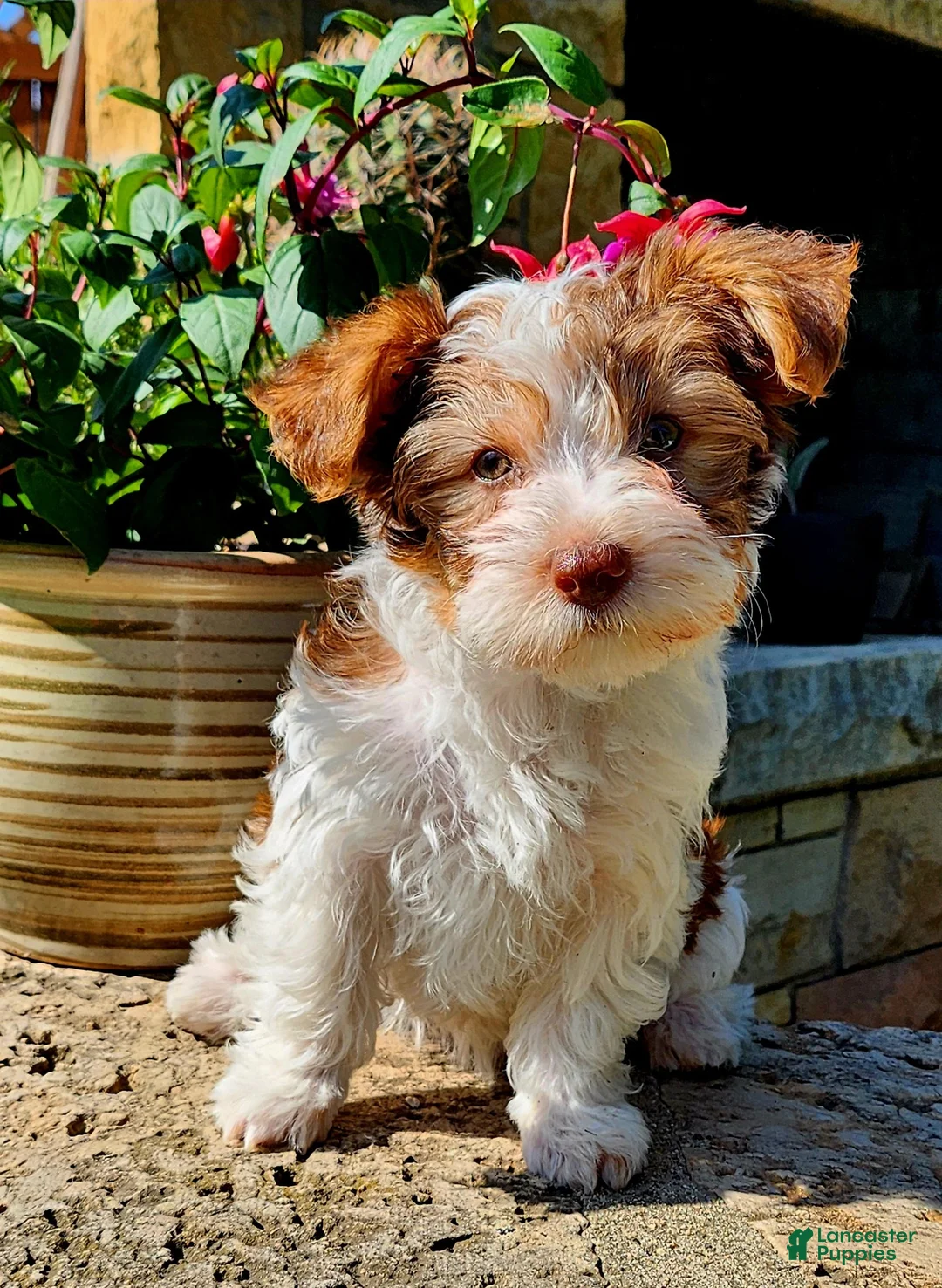Mixed Breed dogs for sale: Ainsley  - Ad 1