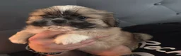 Mixed Breed dogs for sale: Peke- Tzu Pup 3 - Ad 5