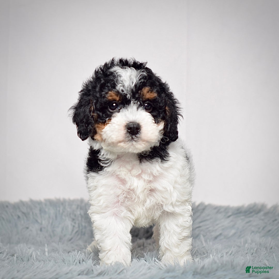 Mini Goldendoodle dogs for sale: Ms. Remy - Ad 7