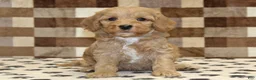 Mixed Breed dogs for sale: Micky - Ad 3