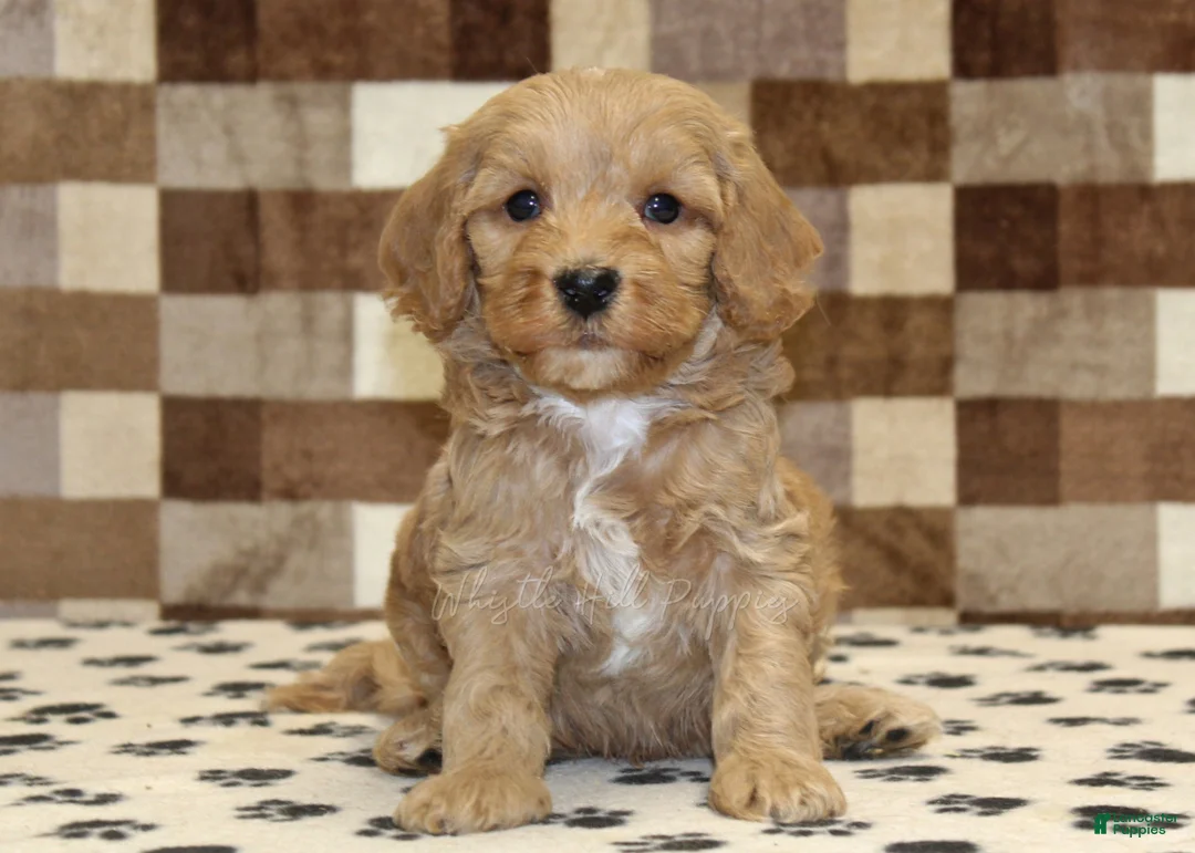 Mixed Breed dogs for sale: Micky - Ad 3