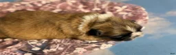 Pekingese dogs for sale: Akc Delilah DNA OFA GC Sired  - Ad 4