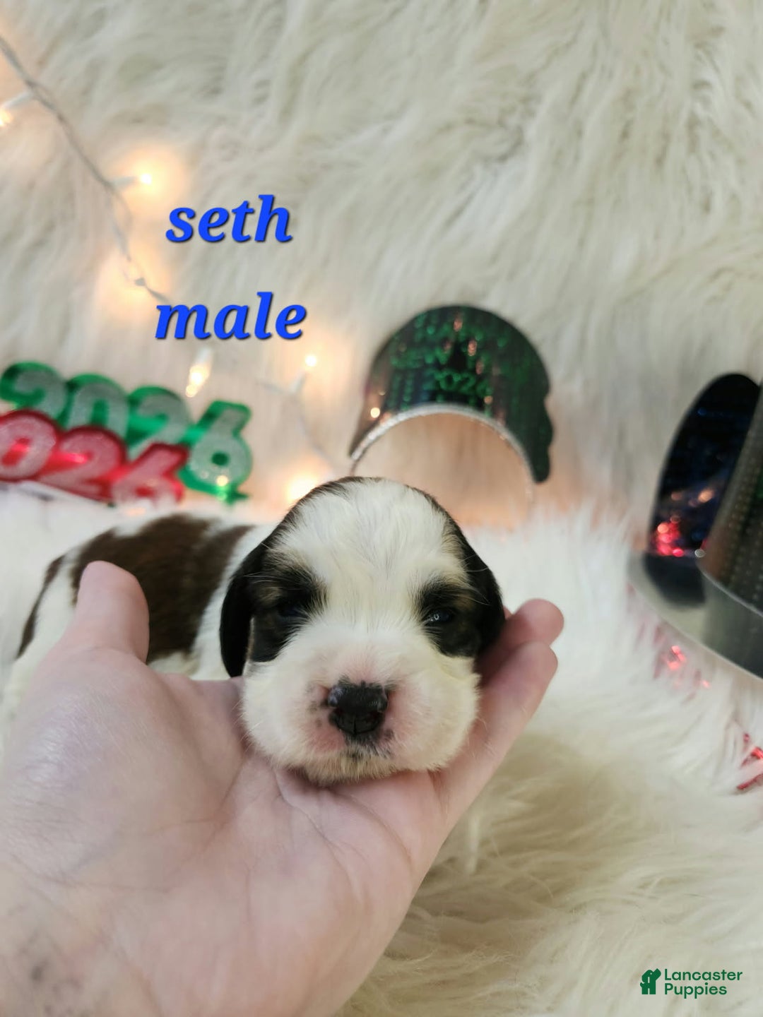 English Springer Spaniel dogs for sale: Seth - Ad 1