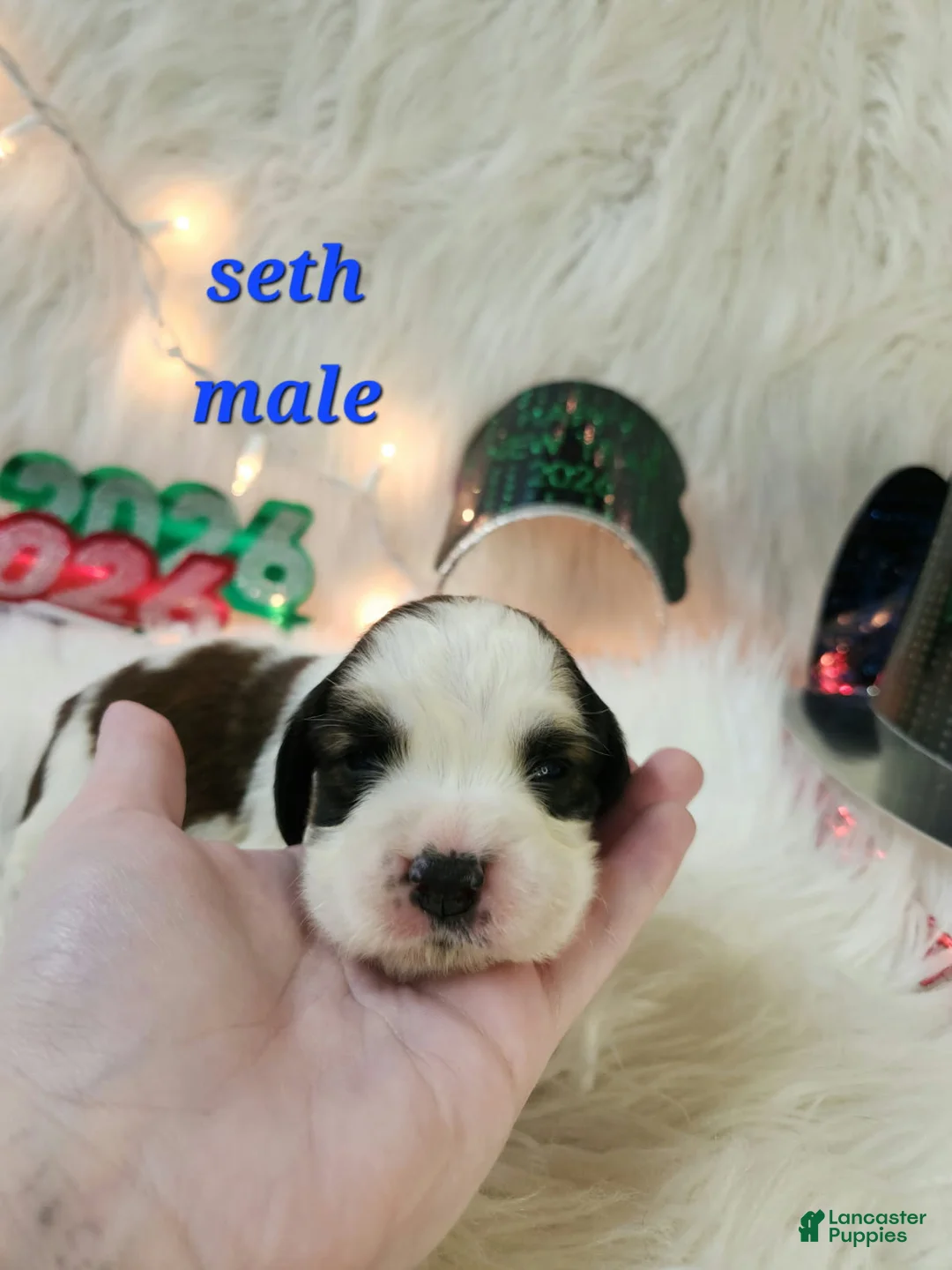 English Springer Spaniel dogs for sale: Seth - Ad 1