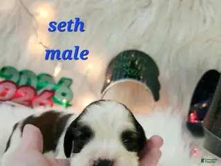 English Springer Spaniel dogs Seth - Ad 12