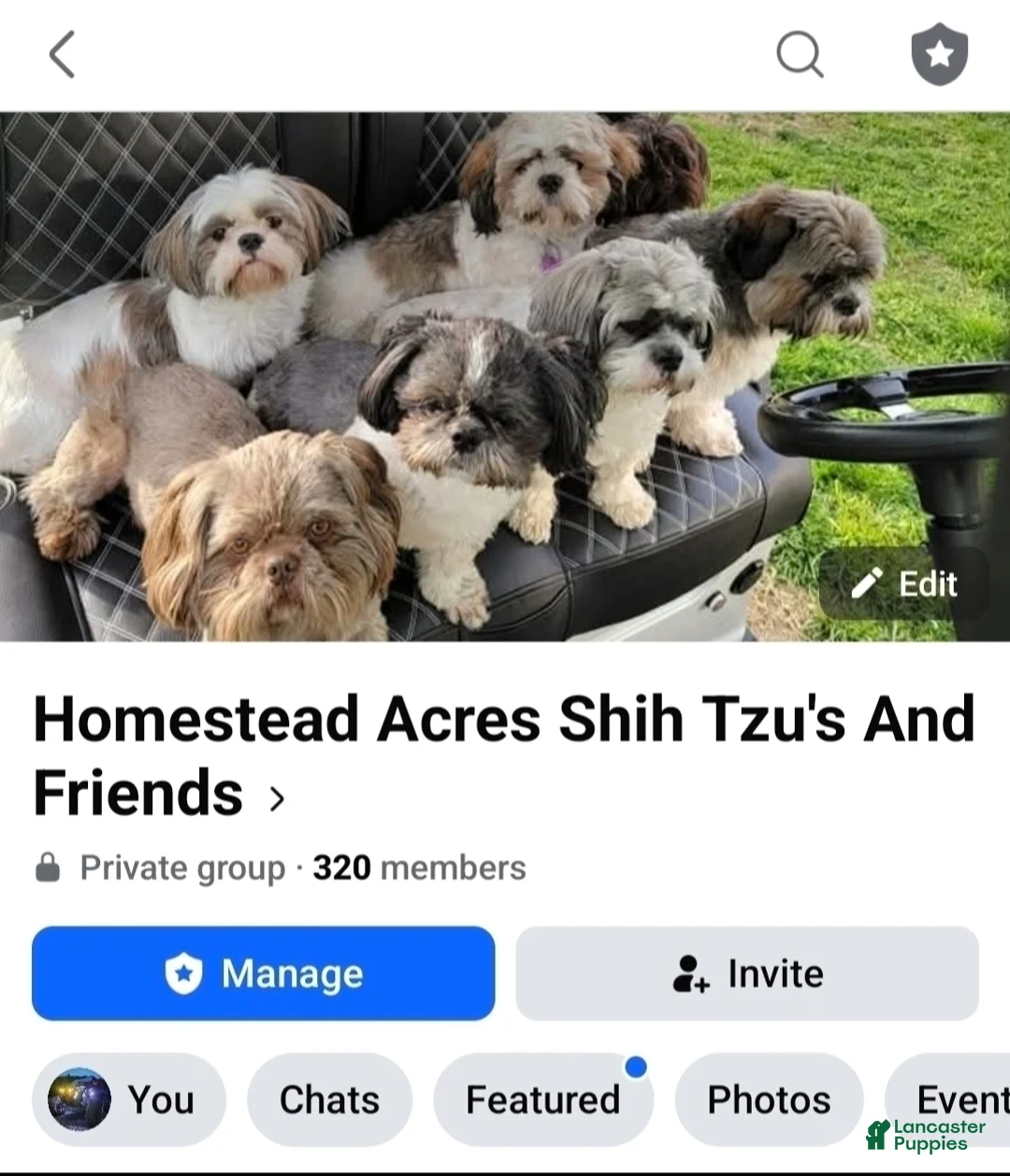 Bichpoo dogs for sale: Coco - Ad 2