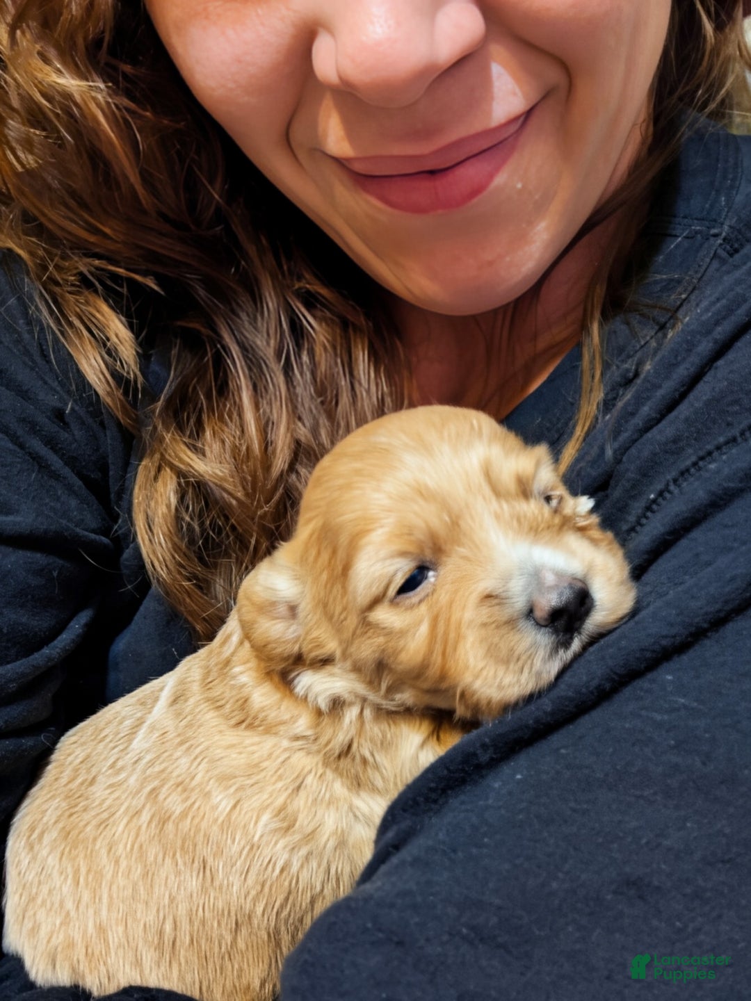 Mixed Breed dogs for sale: Cosmo - Ad 11