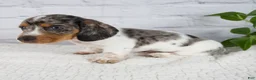 Miniature Dachshund dogs for sale: Hans - Ad 5