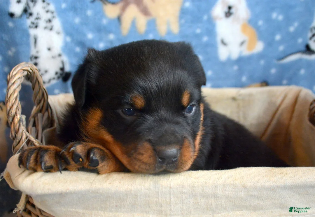 Rottweiler dogs for sale: Rottweiler Puppy 2 Roxy - Ad 8