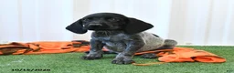 German Shorthaired Pointer dogs for sale: Lightning - Ad 4