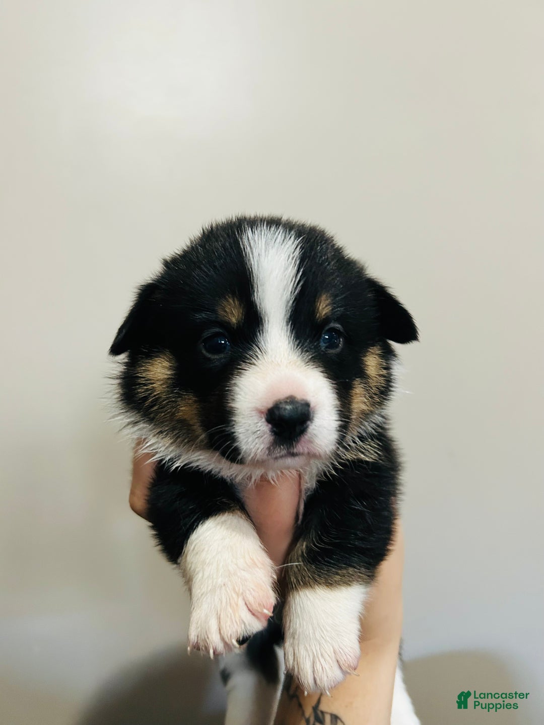 Welsh Corgi Pembroke dogs for sale: Welsh Corgi Pembroke female  - Ad 2