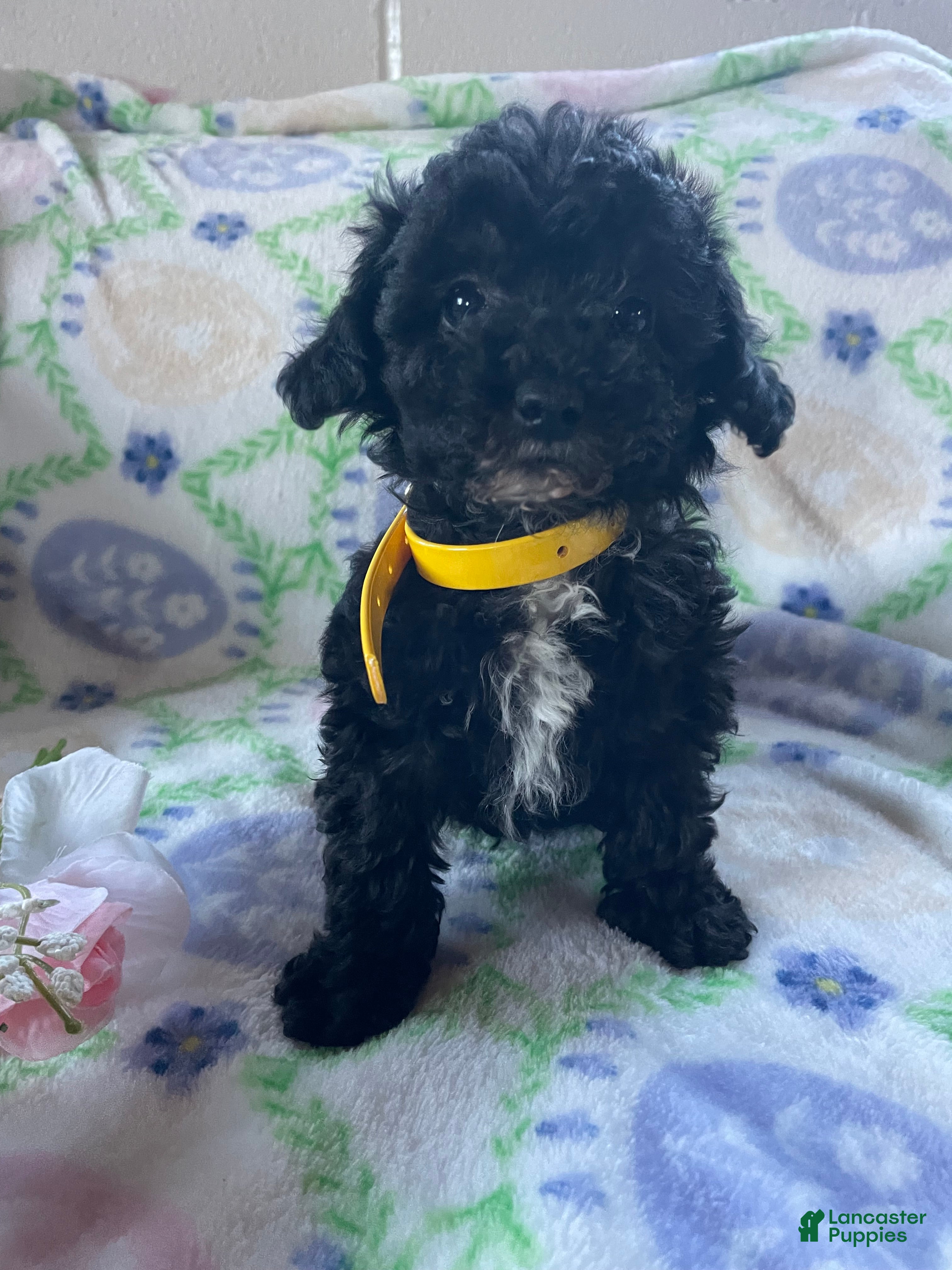 Toy Poodle dogs Pluto - Ad 37