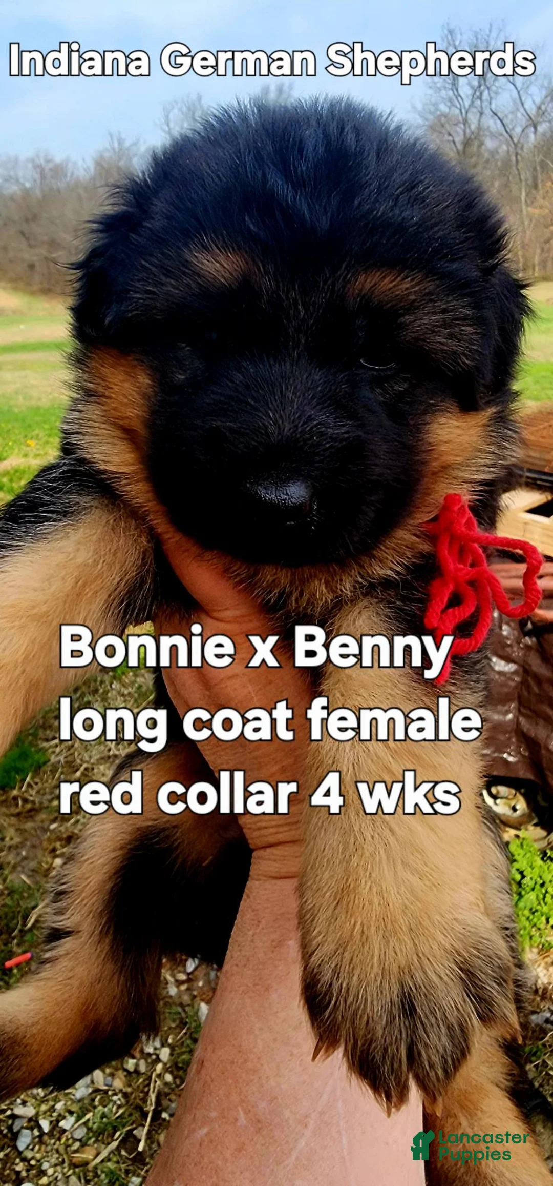 German Shepherd dogs for sale: German Shepherd Puppy yellow collar - Ad 1