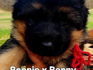 German Shepherd dogs German Shepherd Puppy yellow collar - Ad 41