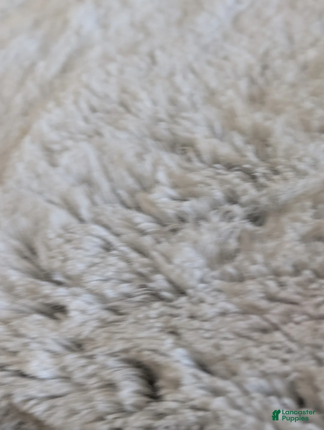 Mini Bernedoodle dogs for sale: Mini Nemo  - Ad 18