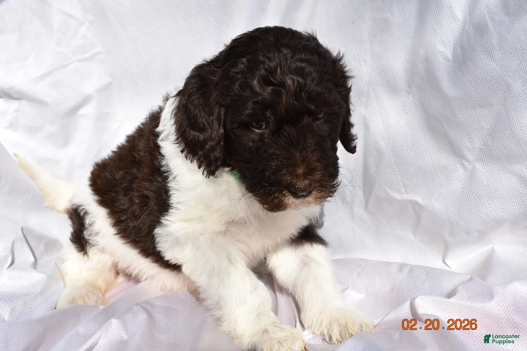 Newfypoo dogs for sale: Green - Ad 3
