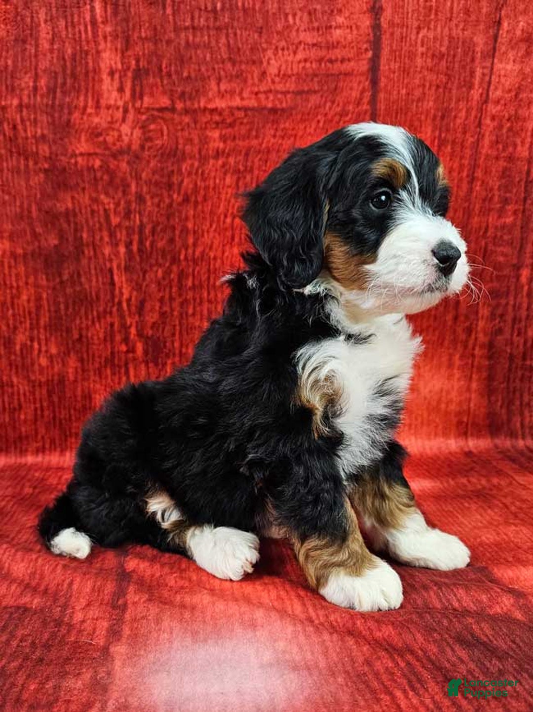 Mini Bernedoodle dogs for sale: Noelle - Ad 3