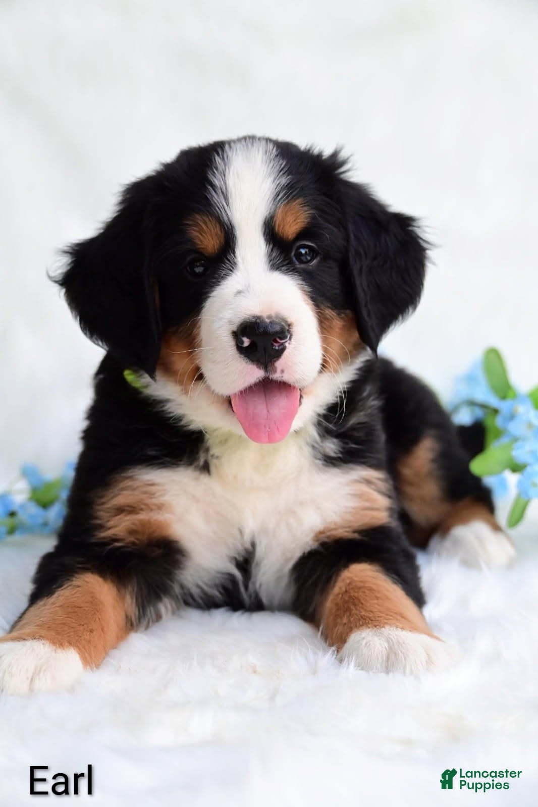 Bernese Mountain Dog dogs Earl - Ad 2