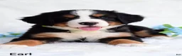 Bernese Mountain Dog dogs for sale: Earl - Ad 2