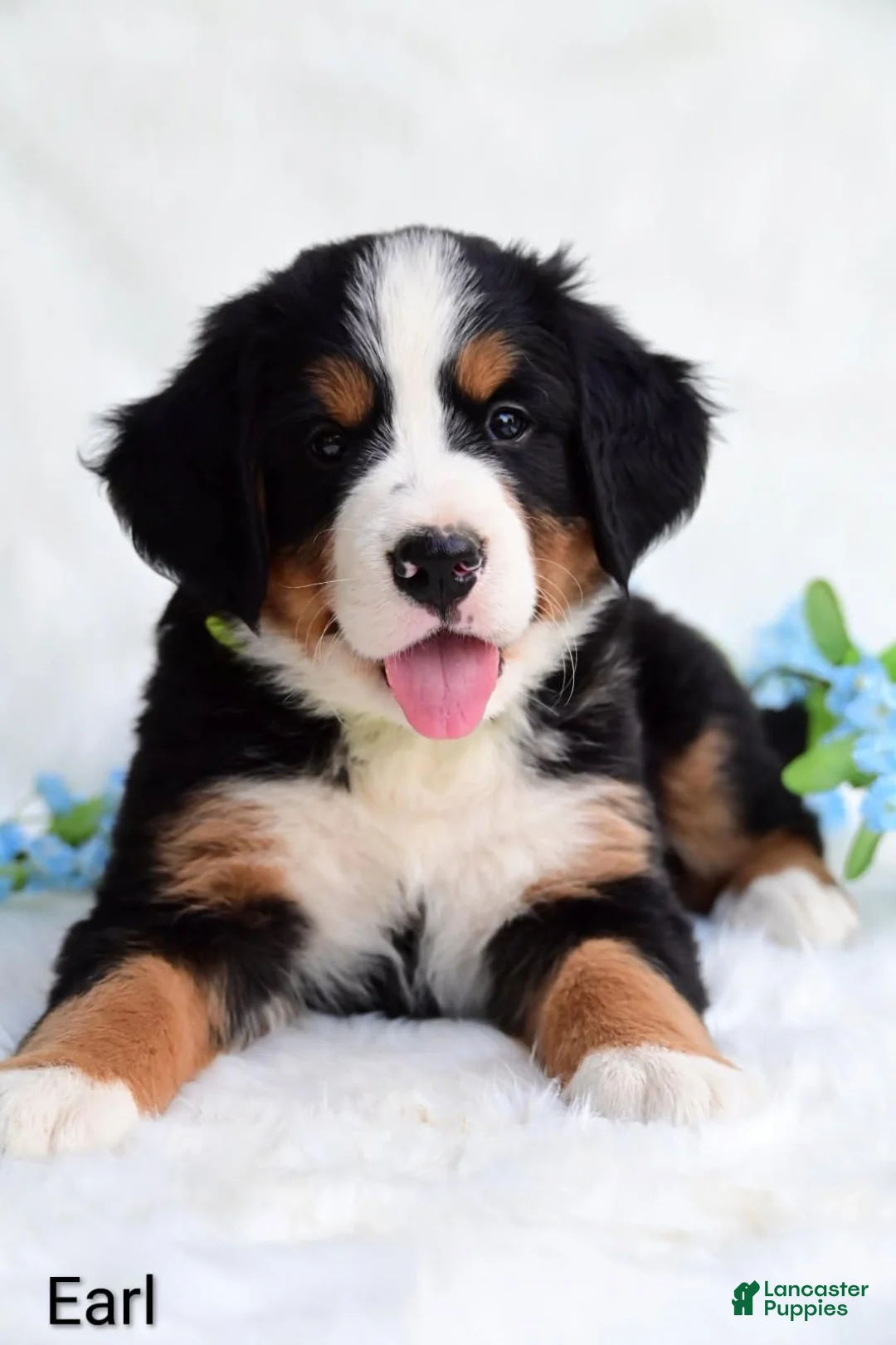 Bernese Mountain Dog dogs for sale: Earl - Ad 2