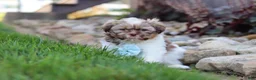 Shih Tzu dogs for sale: River - Ad 3