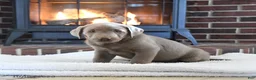 Labrador Retriever dogs for sale: Smokey - Ad 2