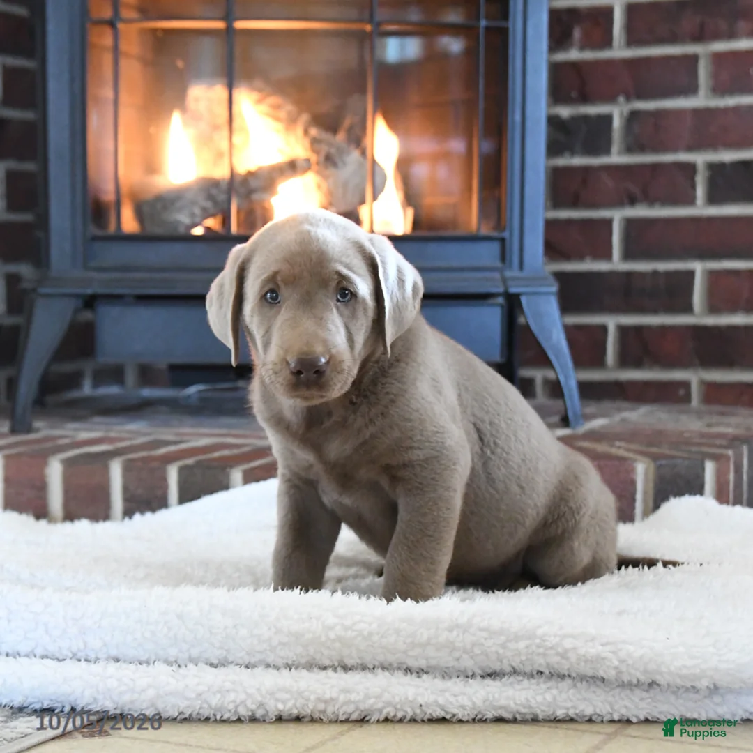 Labrador Retriever dogs for sale: Smokey - Ad 2