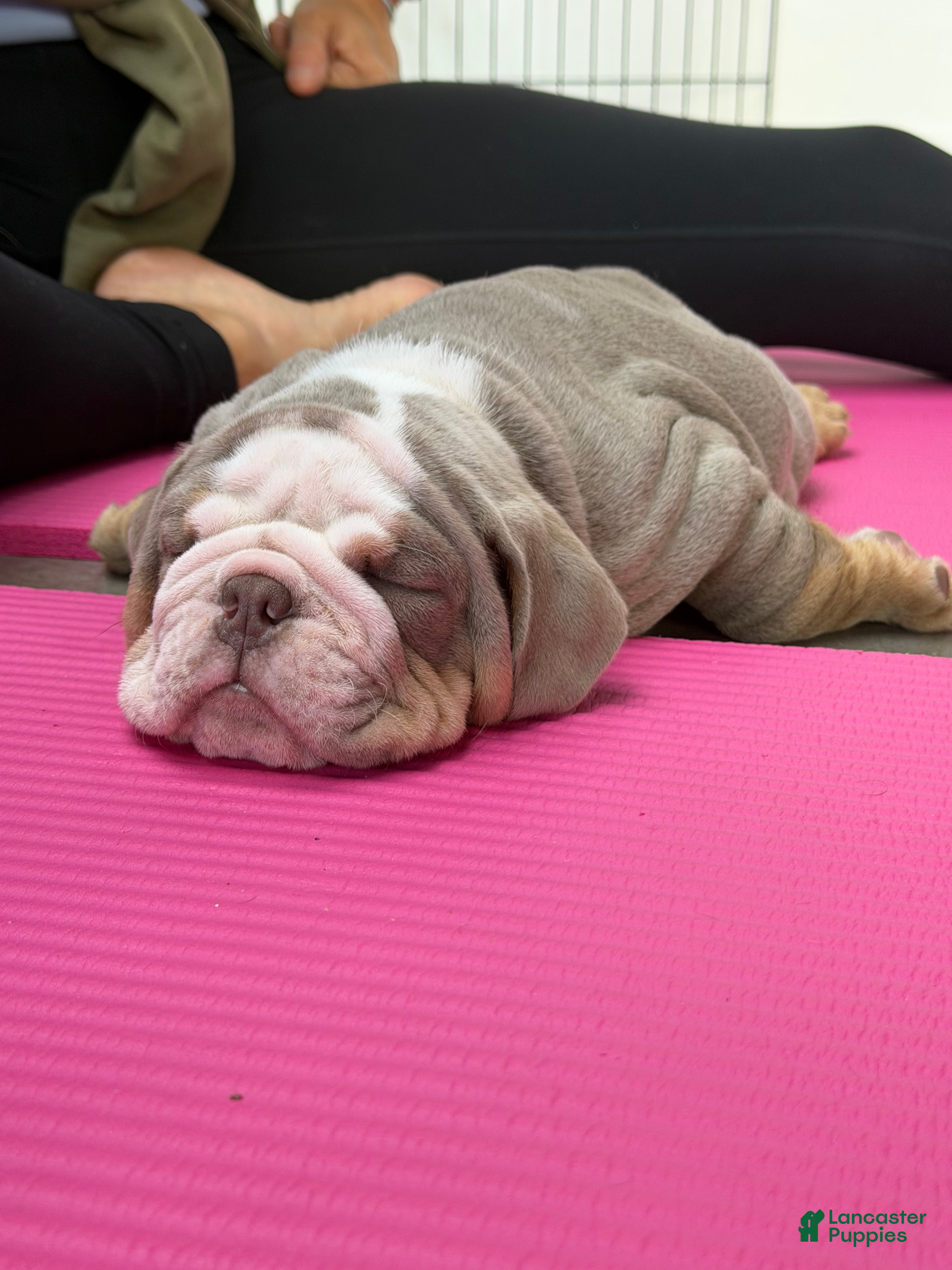 English Bulldog dogs English Bulldog 3 - Ad 24