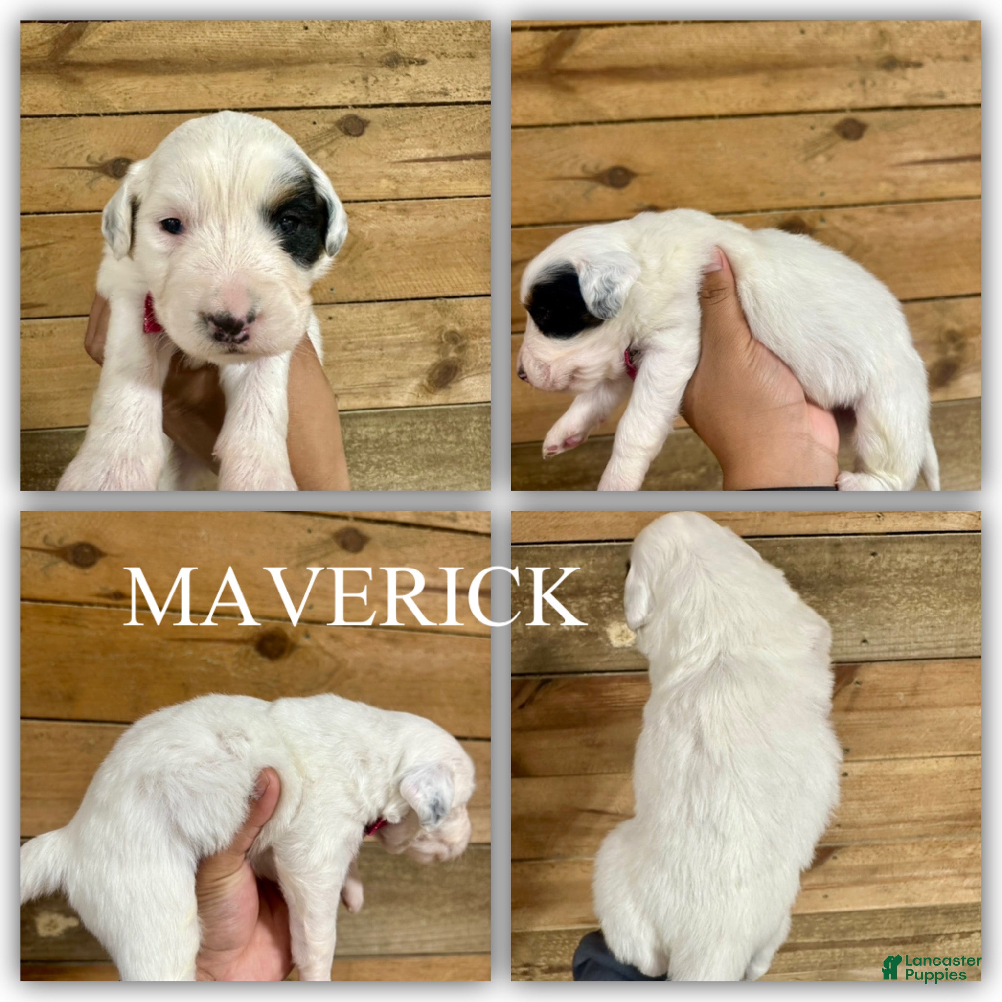 Mini Bernedoodle dogs Maverick - Ad 14