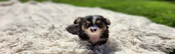 Chihuahua dogs for sale: Tony - Ad 8