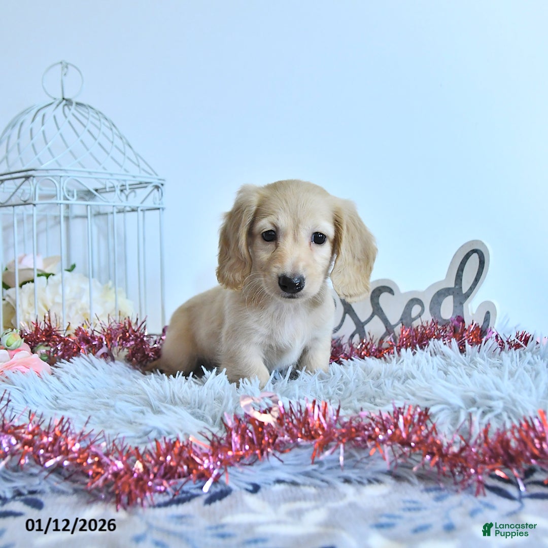 Miniature Dachshund dogs for sale: Winter - Ad 2
