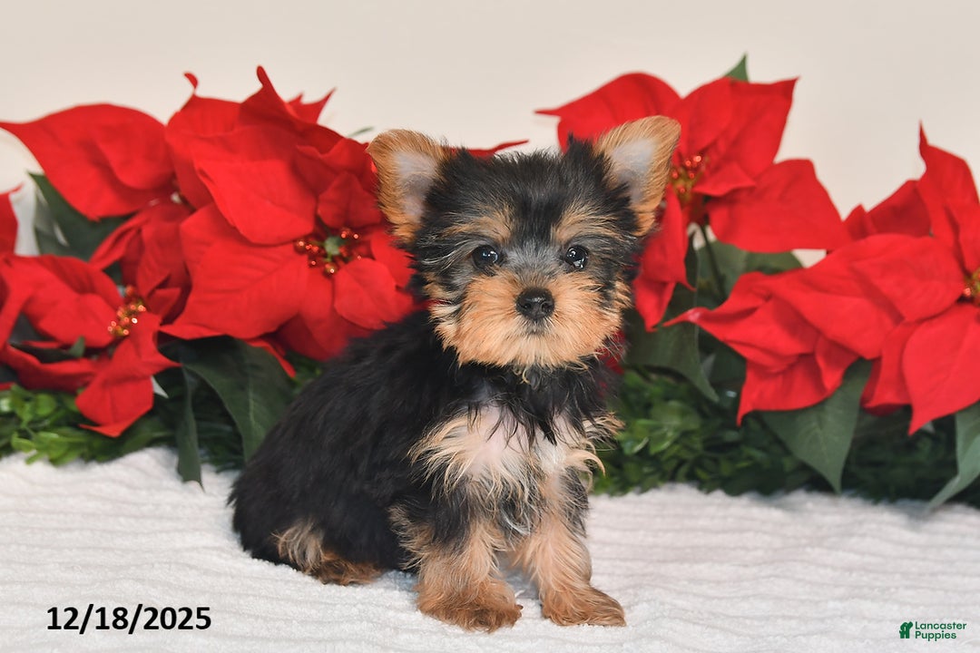 Yorkshire Terrier dogs for sale: Jaxson - Ad 3