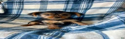 Yorkshire Terrier dogs for sale: Noah Boy - Ad 4