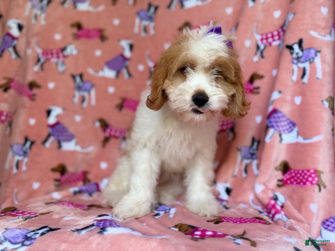 Mini Goldendoodle dogs for sale: Pumpkin  - Ad 6