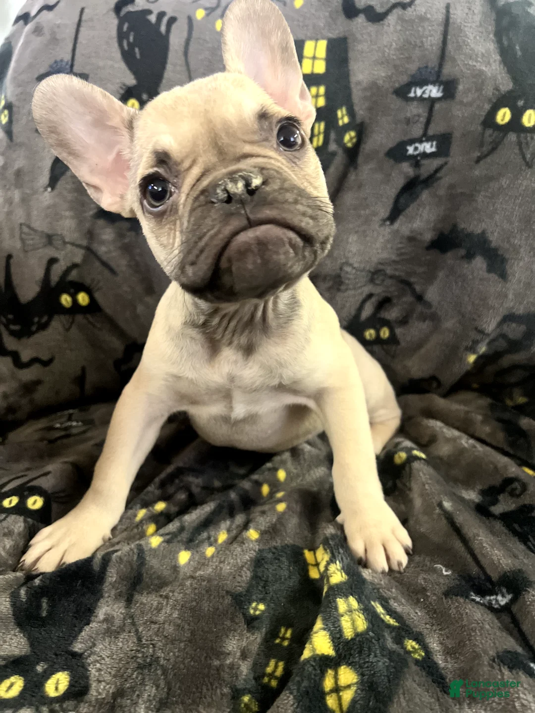 French Bulldog dogs for sale: Scooby Junior - Ad 2